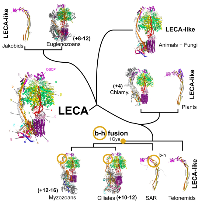 ATP Synthase Evolution